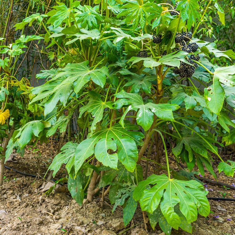 Faux-aralia - Fatsia japonica (Port)