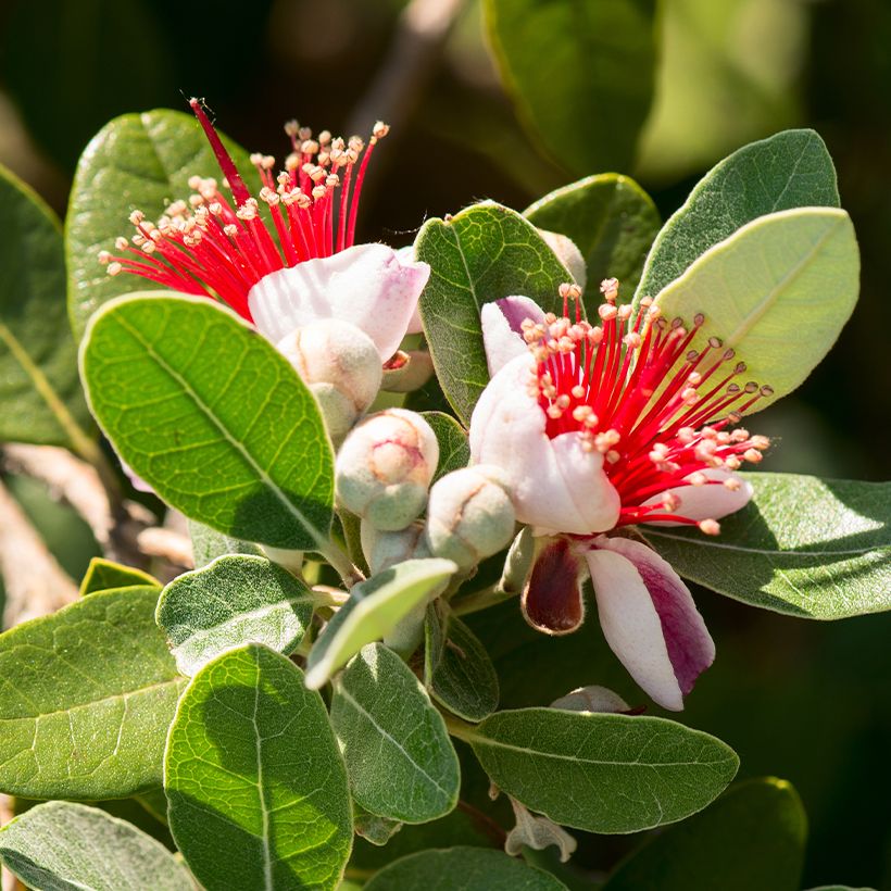 Feijoa - Acca Sellowiana Triumph - Goyavier Du Brésil Non Autofertile à ...