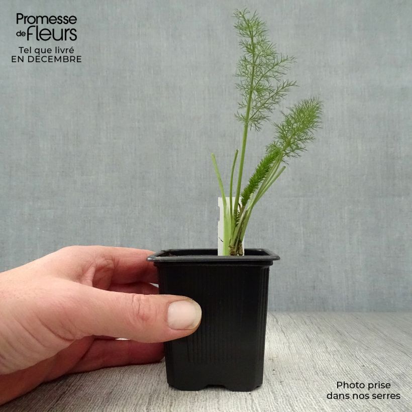 Fenouil bronze - Foeniculum vulgare Giant Bronze - Une grande vivace ...