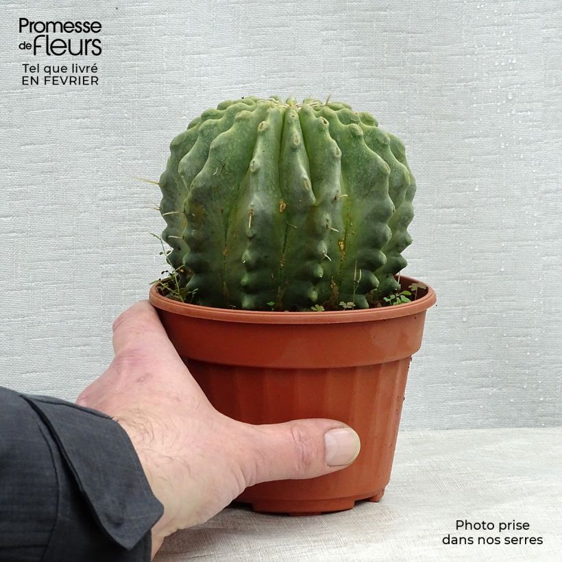 Spécimen de Ferocactus glaucescens Inermis Pot de 13 cm tel que livré en hiver