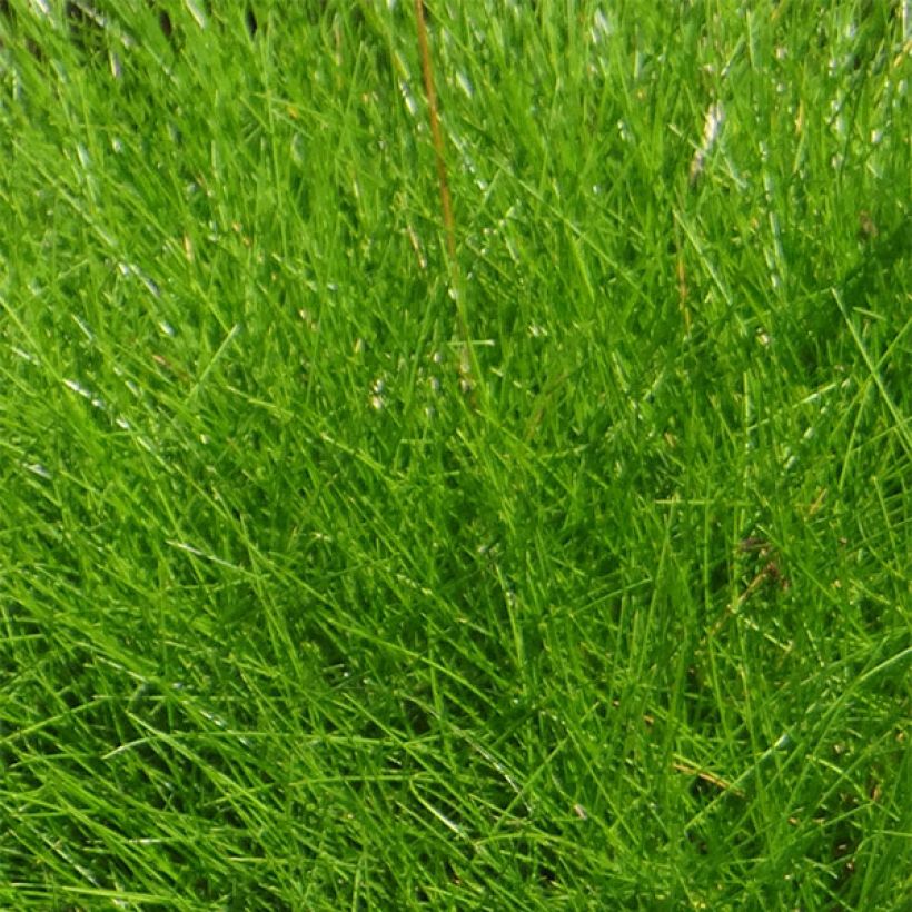 Festuca gautieri - Fétuque de Gautier (Feuillage)