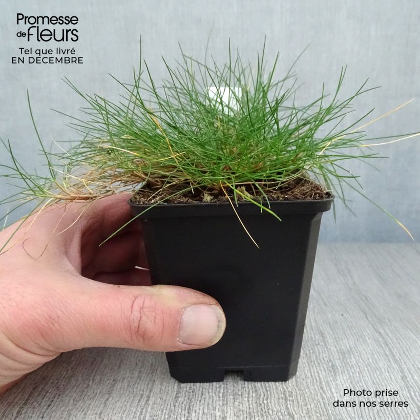 Spécimen de Festuca gautieri - Fétuque de Gautier en godet de 9 cm tel que livré en hiver