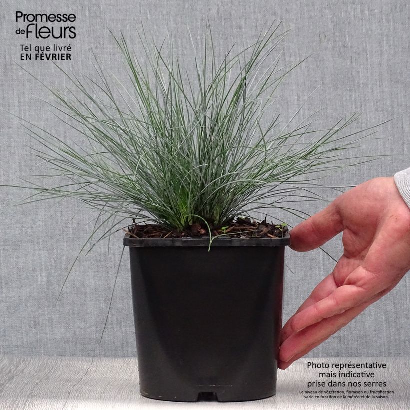 Spécimen de Festuca glauca Elijah Blue en pot de 2L/3L tel que livré en automne