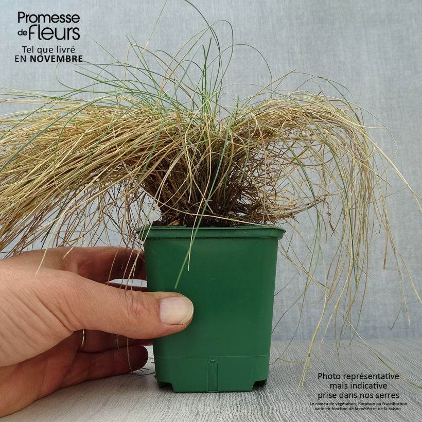 Spécimen de Festuca valesiaca Glaucantha - Fétuque du Valais Godet de 9cm tel que livré en automne