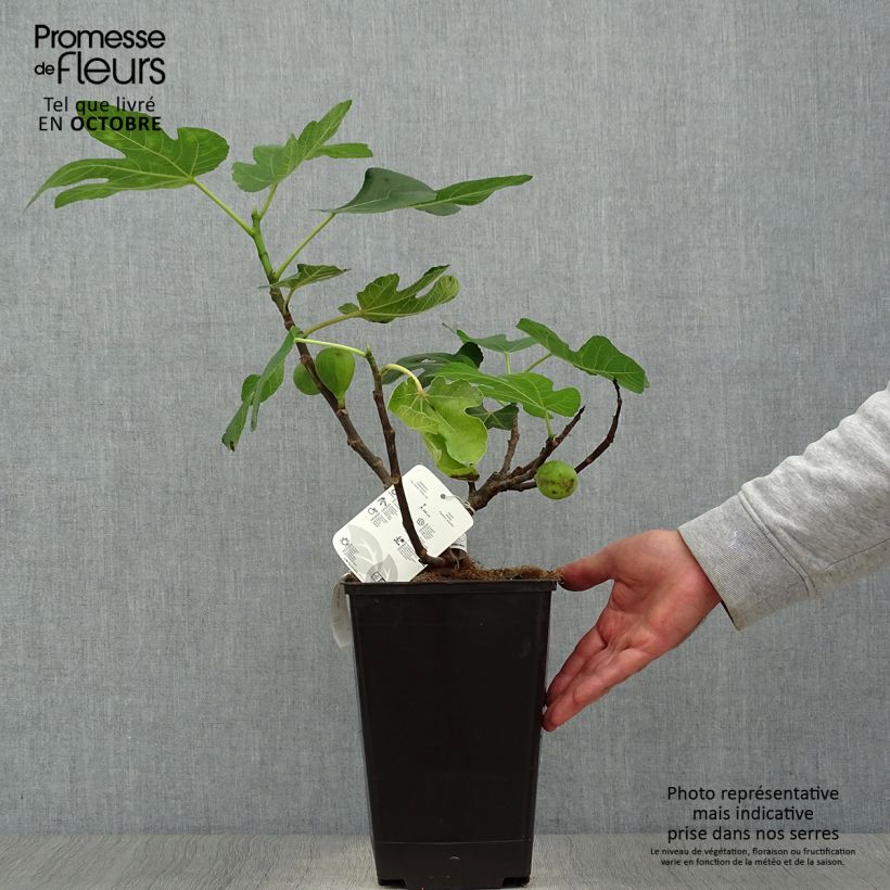 Spécimen de Figuier Jordan 50/60cm en pot de 5L. - Ficus carica tel que livré en automne