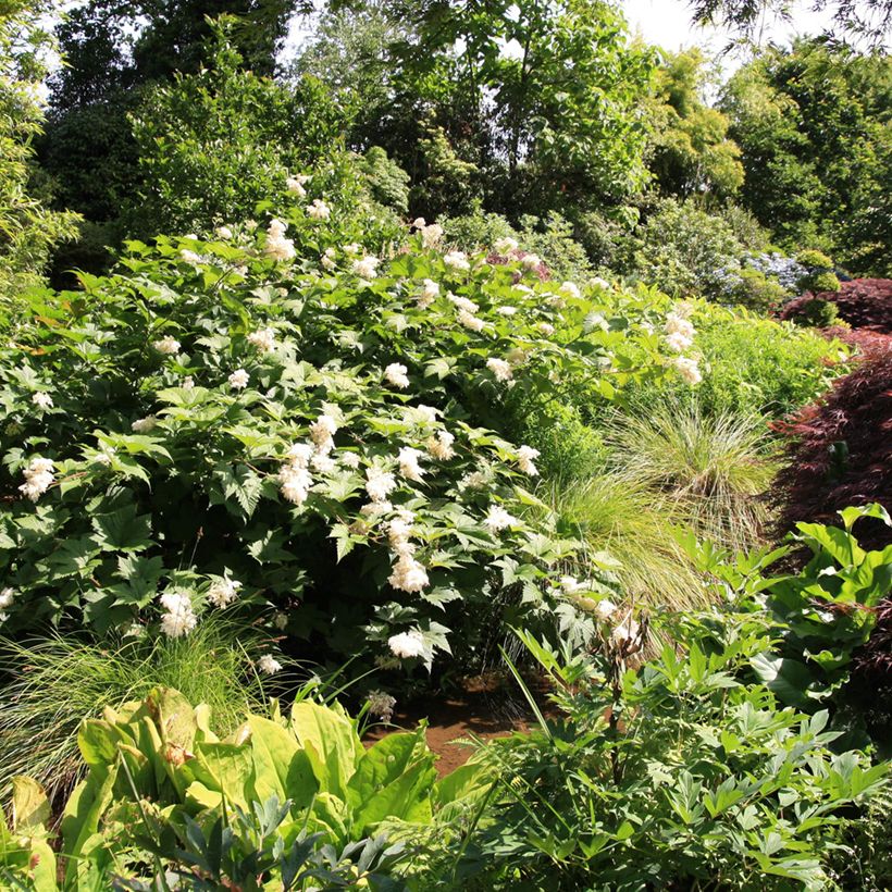 Filipendula palmata - Filipendule palmée (Port)