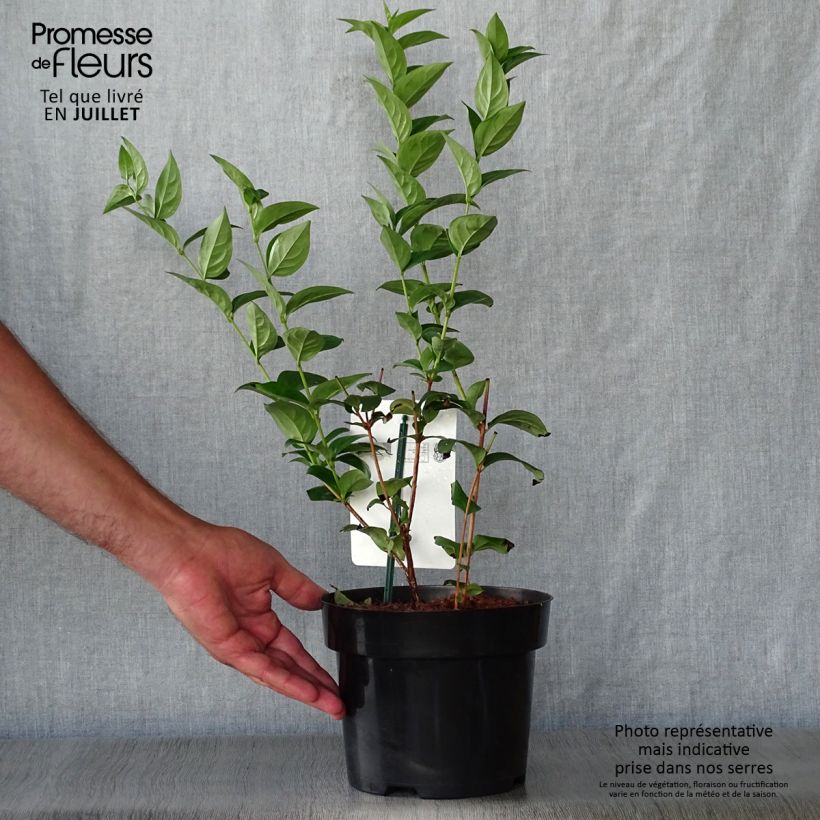 Spécimen de Forsythia blanc de Corée, Abeliophyllum distichum tel que livré en été