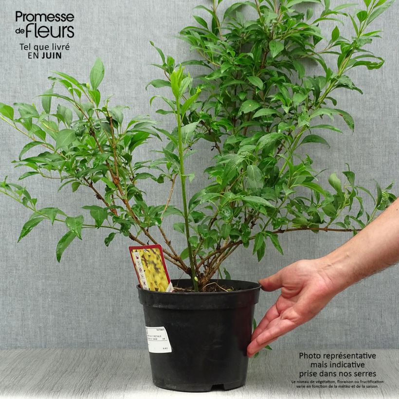 Spécimen de Forsythia intermedia Spectabilis - Mimosa de Paris tel que livré en été