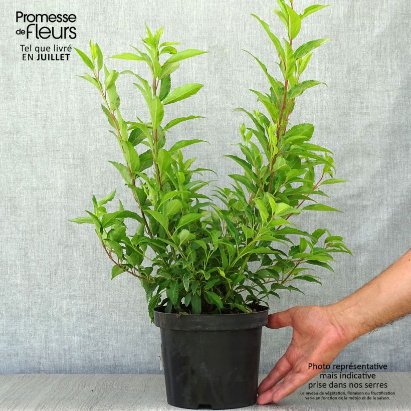 Spécimen de Forsythia intermedia Week-end - Mimosa de Paris tel que livré en été