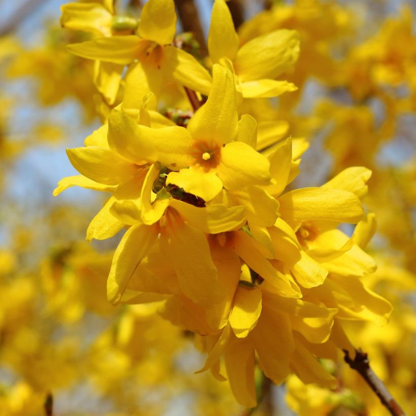 Forsythia intermedia (Floraison)