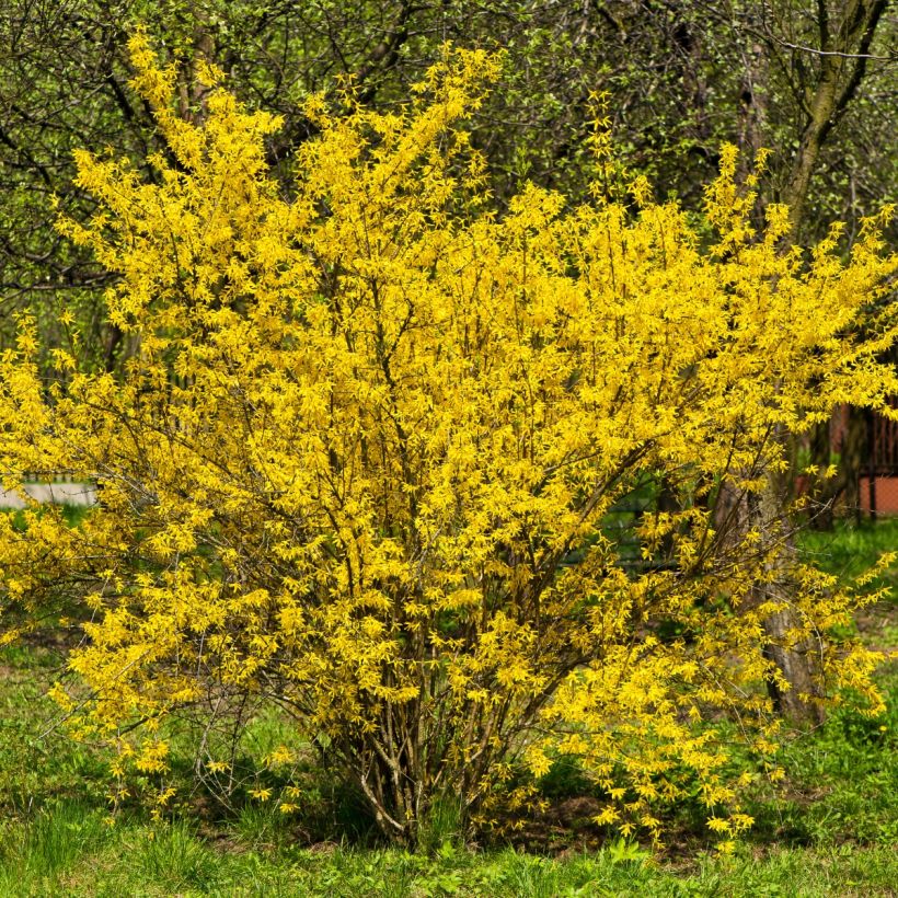 Forsythia intermedia (Port)