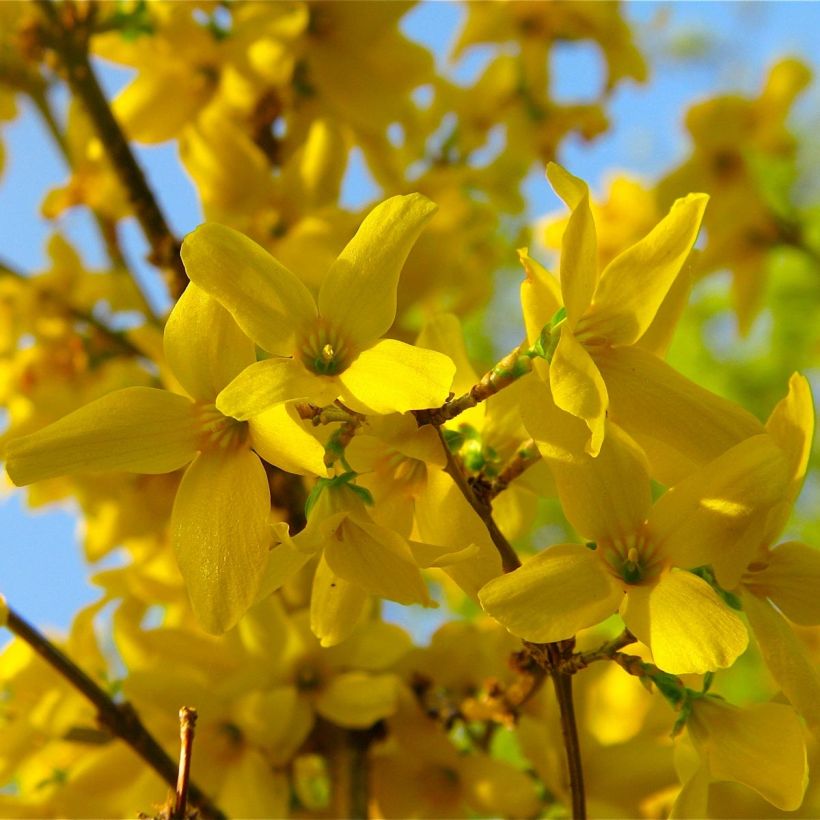 Forsythia x intermedia Lynwood - Mimosa de Paris (Floraison)