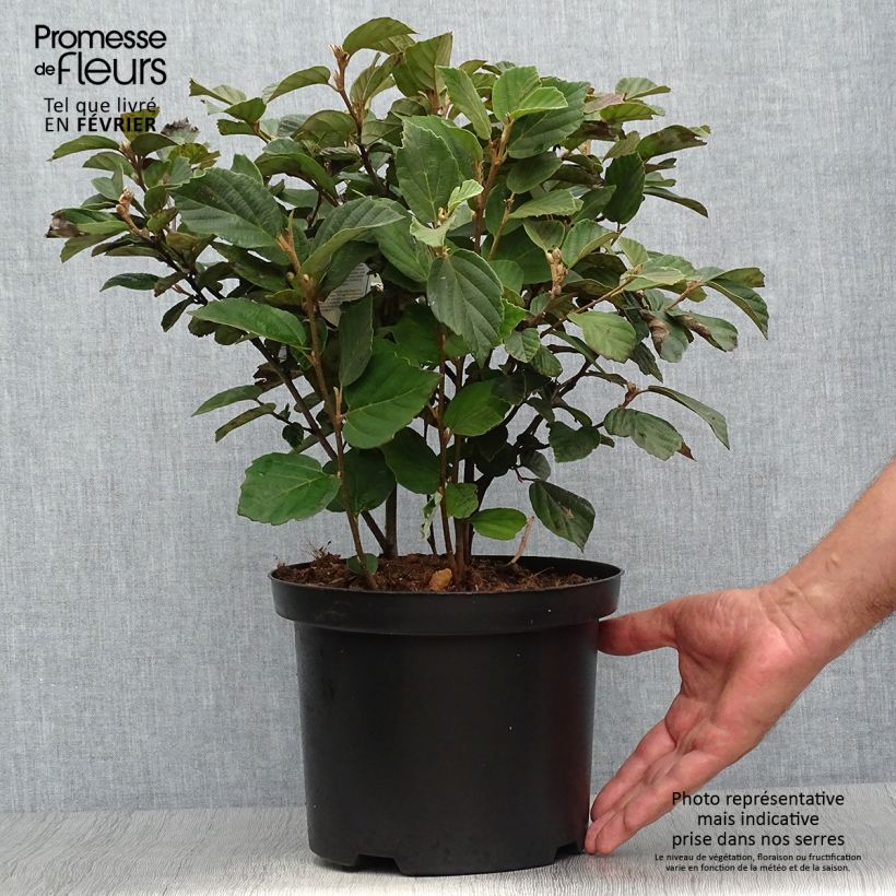 Spécimen de Fothergilla gardenii Pot de 3L/4L tel que livré en automne