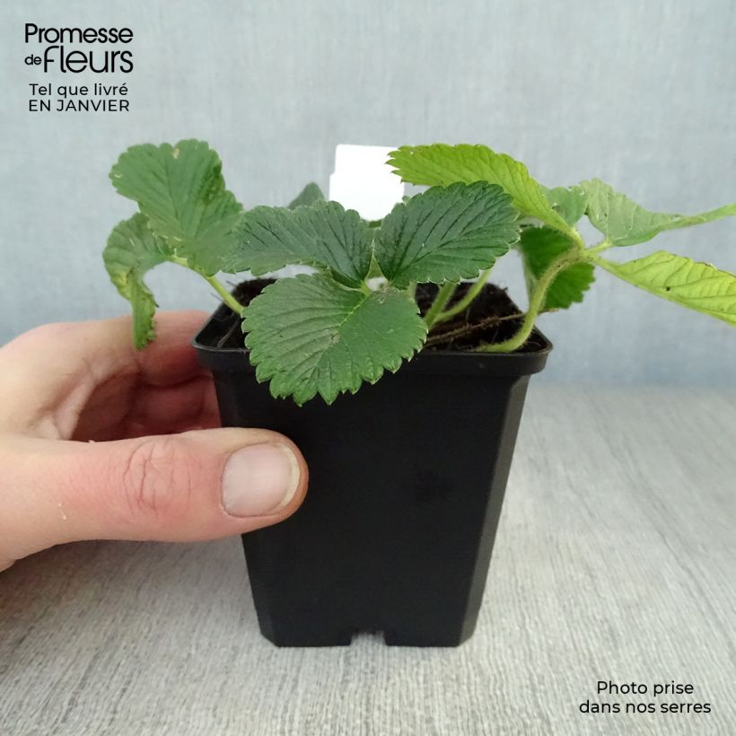 Spécimen de Fraisier abricot - Fragaria rubicolia Mont Omei Godet de 9cm tel que livré en hiver