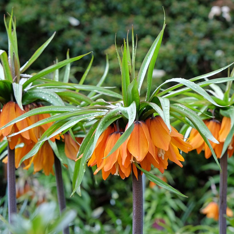 Fritillaire imperialis Sunset - Couronne impériale (Floraison)