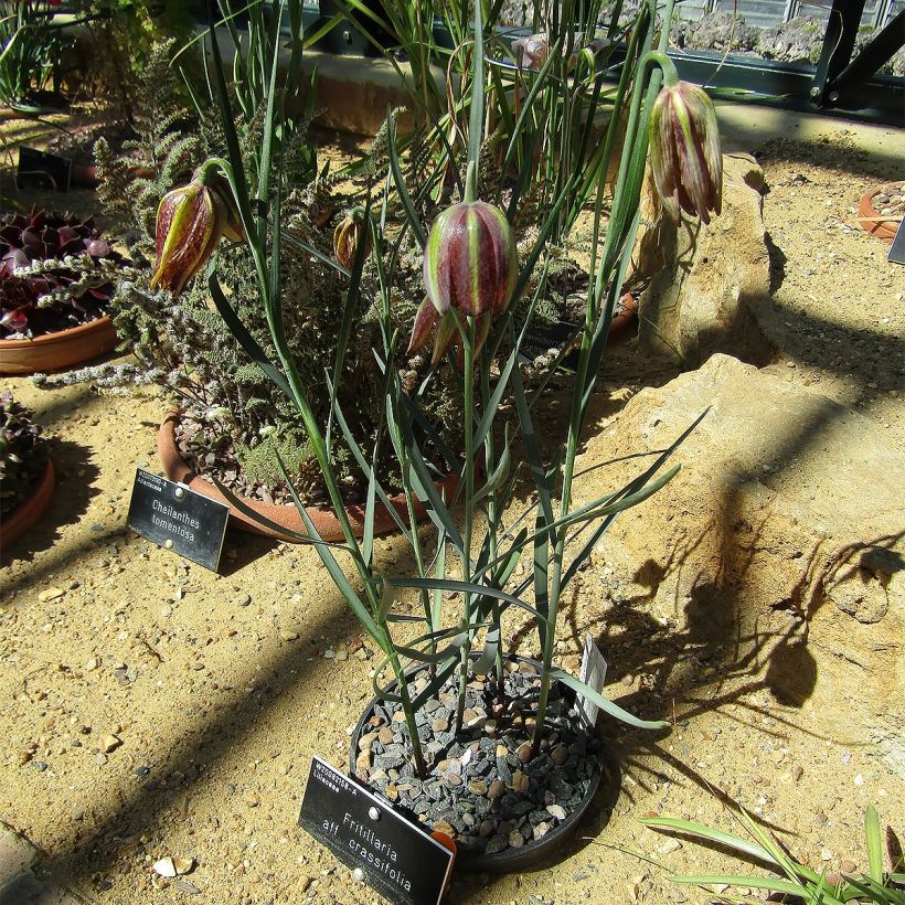 Fritillaria crassifolia ssp crassifolia - Fritillaire botanique (Port)