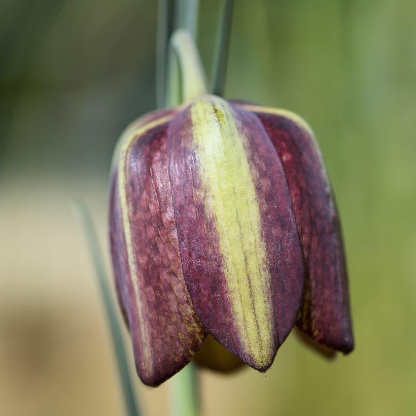 Fritillaria crassifolia ssp crassifolia - Fritillaire botanique (Floraison)