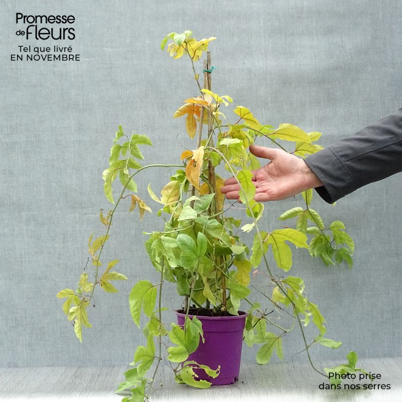 Spécimen de Fruit de la passion (Grenadille) - Passiflora edulis Pot de 1.5L/2L tel que livré en automne