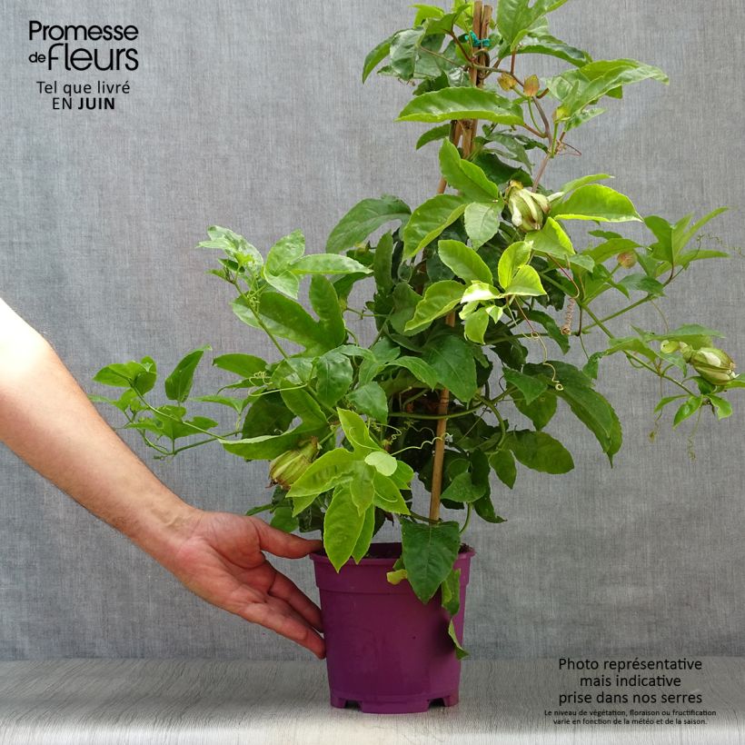 Spécimen de Fruit de la passion (Grenadille) - Passiflora edulis tel que livré en été