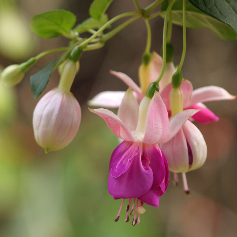 Fuchsia retombant Bella Rosella  (Floraison)