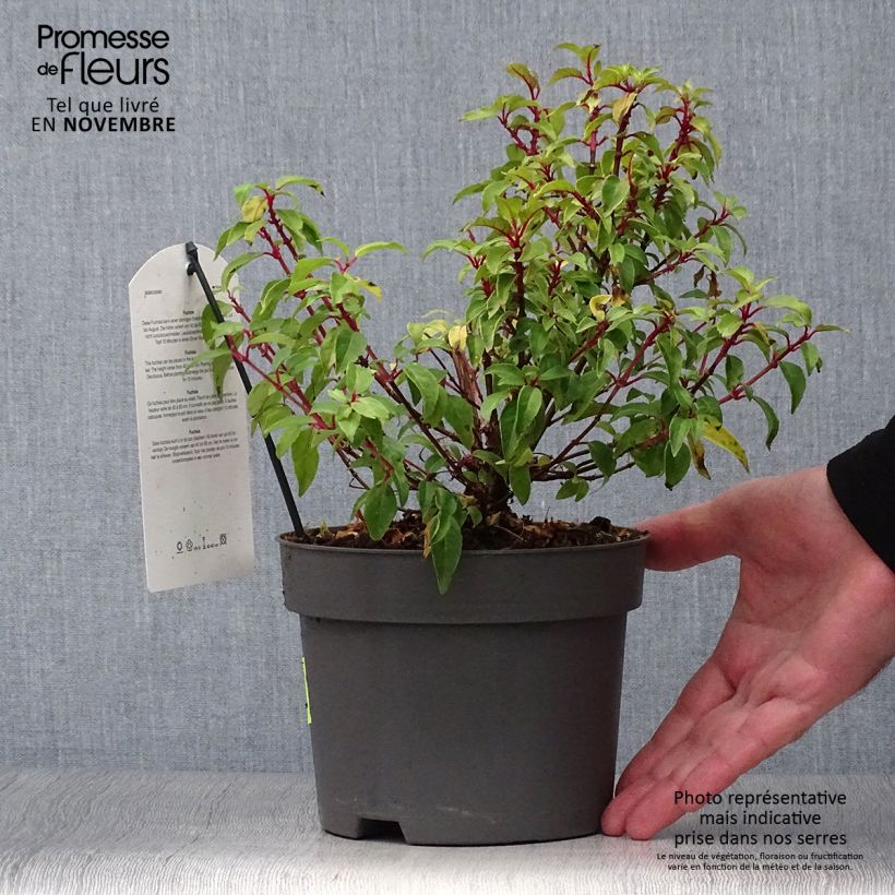 Spécimen de Fuchsia Genii  Pot de 2L/3L tel que livré en automne