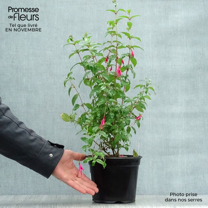 Spécimen de Fuchsia magellanica Riccartonii en pot de 2L tel que livré en automne