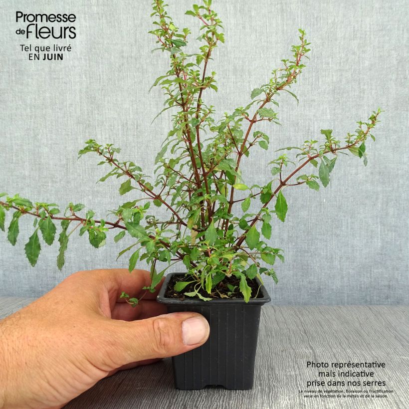 Spécimen de Fuchsia minutiflora tel que livré en été