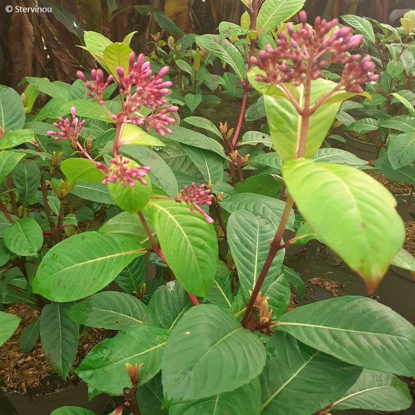 Fuchsia paniculata (Feuillage)