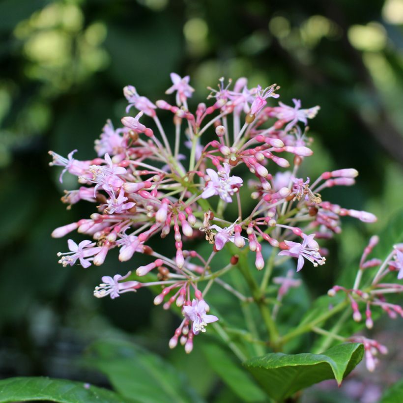 Fuchsia paniculata (Floraison)