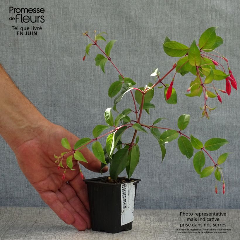 Spécimen de Fuchsia regia Reitzii - Fuchsia royal tel que livré en été