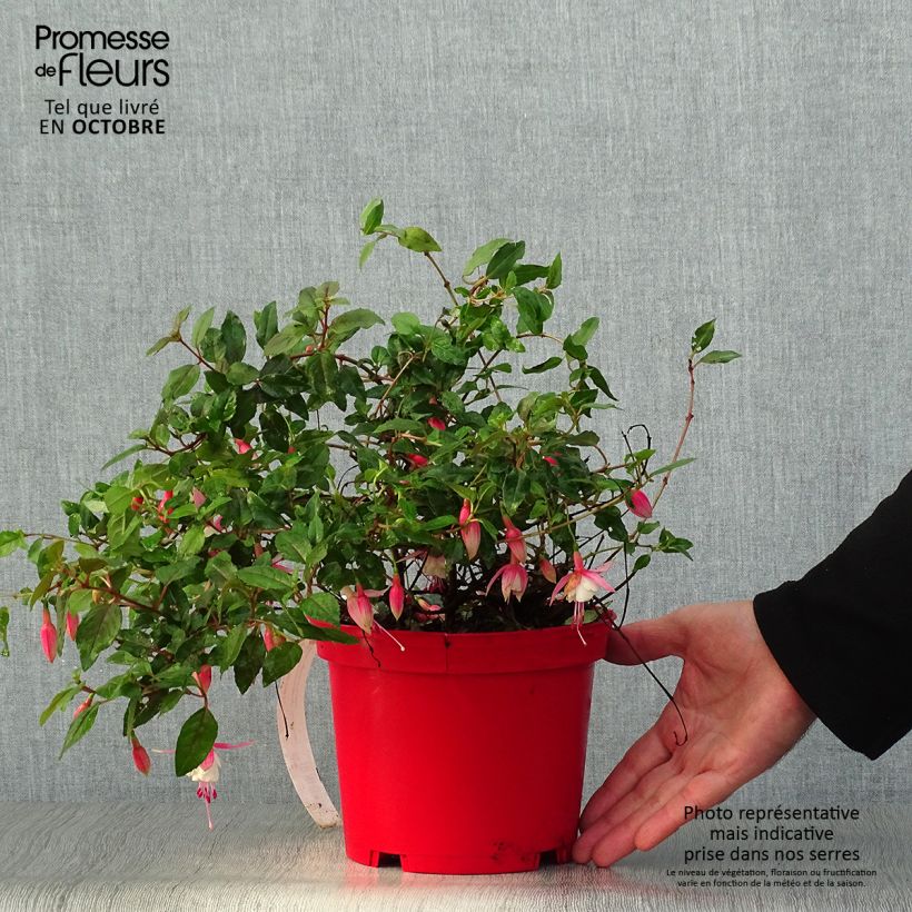 Spécimen de Fuchsia rustique Alice Hoffman Pot de 2L/3L tel que livré en automne