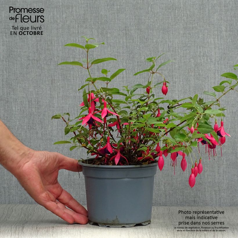 Spécimen de Fuchsia rustique Mrs Popple Pot de 2L/3L tel que livré en automne