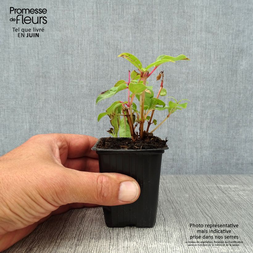 Spécimen de Fuchsia rustique Princess Dollar tel que livré en été