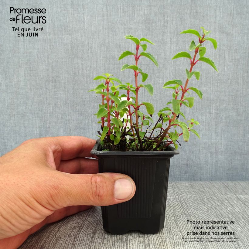 Example of Fuchsia rustique Tom Thumb (Tom Pouce) as you get in ete