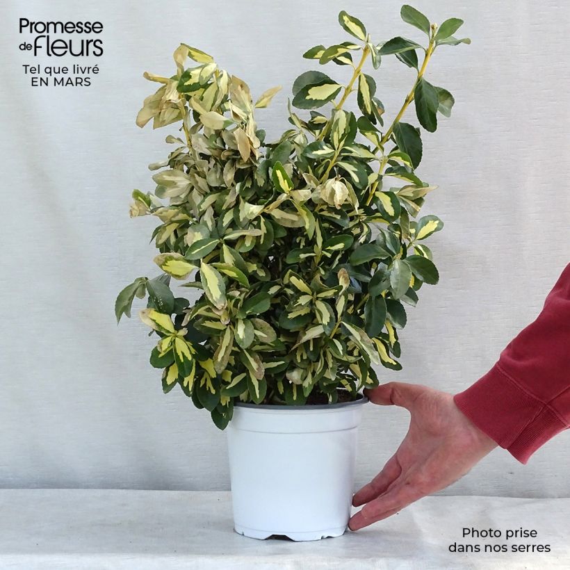 Spécimen de Fusain du Japon - Euonymus japonicus Duc d'Anjou en pot de 3L/4L tel que livré en hiver