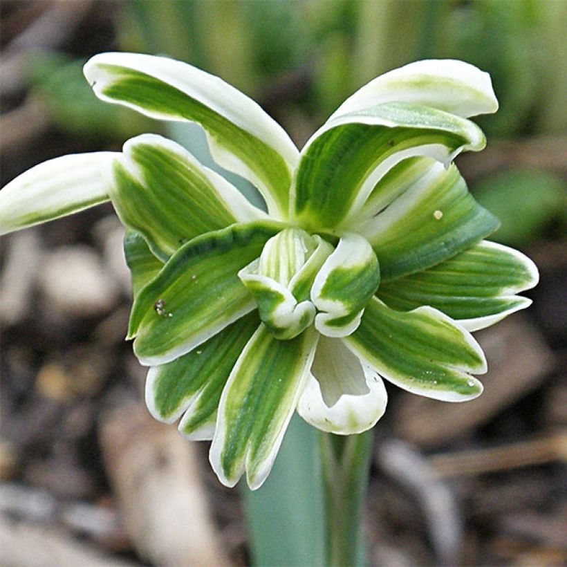 Perce-neige double - Galanthus nivalis Blewbury Tart (Floraison)