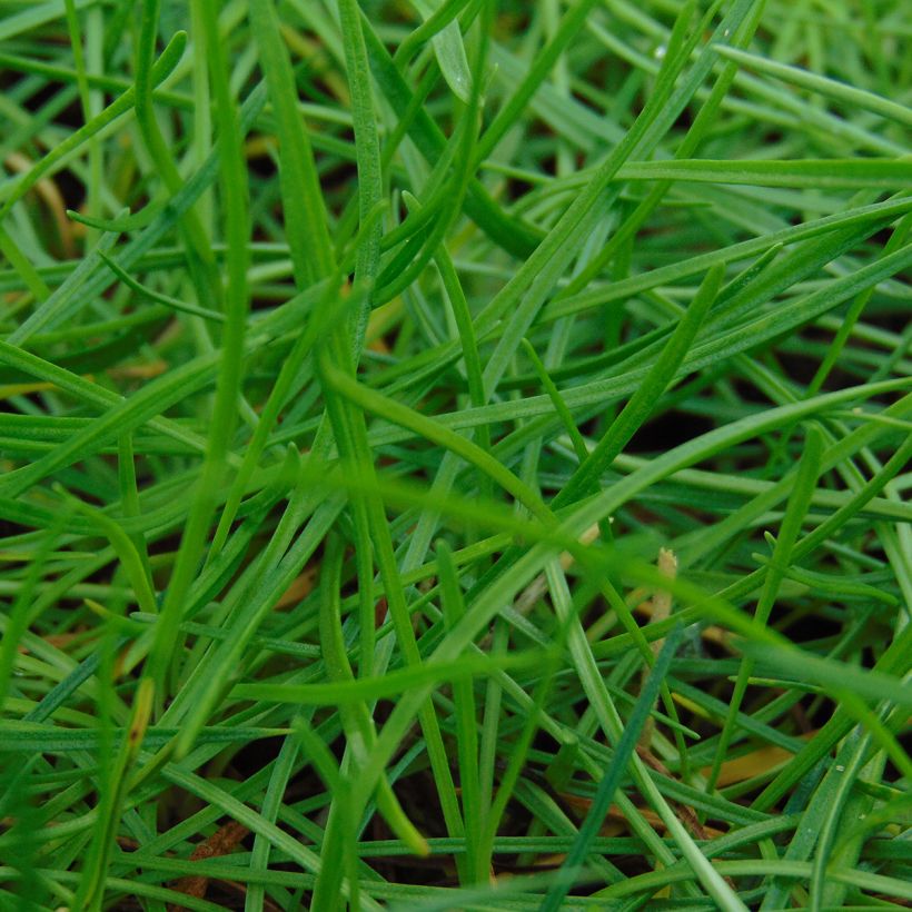 Gazon d'Espagne - Armeria maritima Splendens (Feuillage)