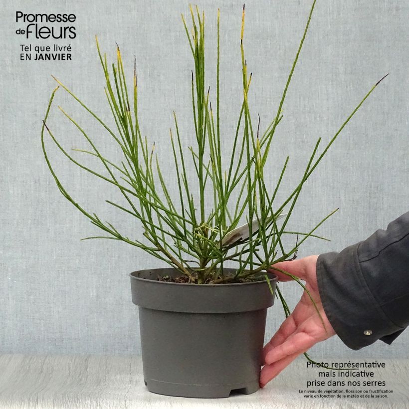 Spécimen de Genêt à balais - Cytisus scoparius Andreanus Pot de 2L/3L tel que livré en hiver