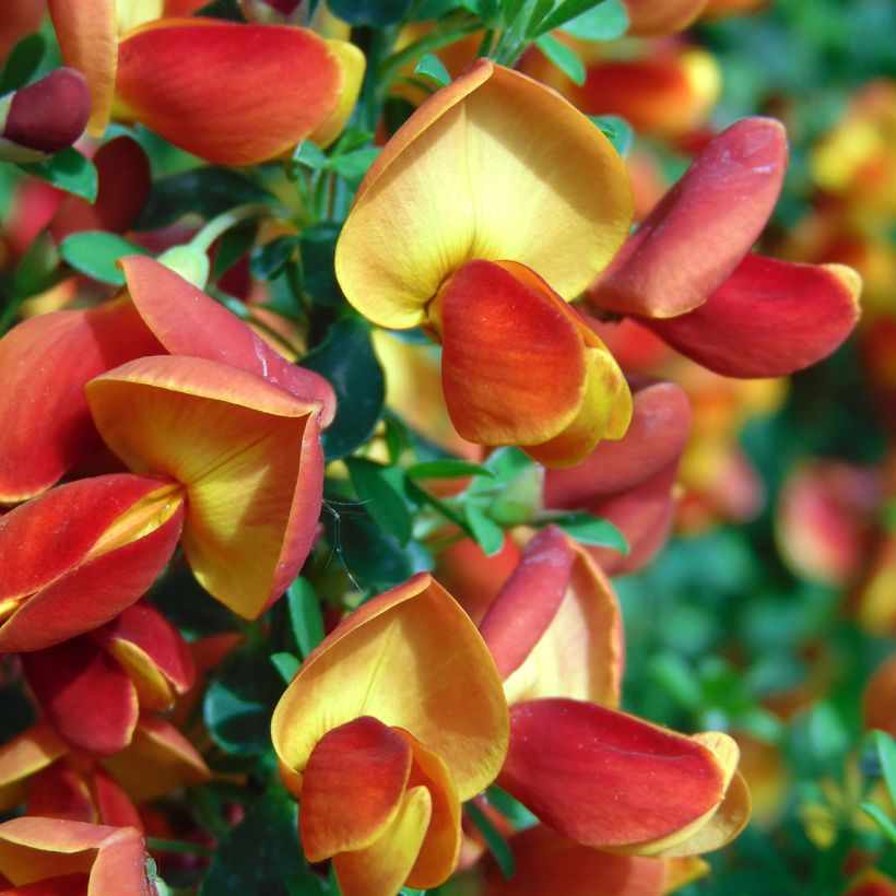 Genêt à balais - Cytisus scoparius Lena (Floraison)