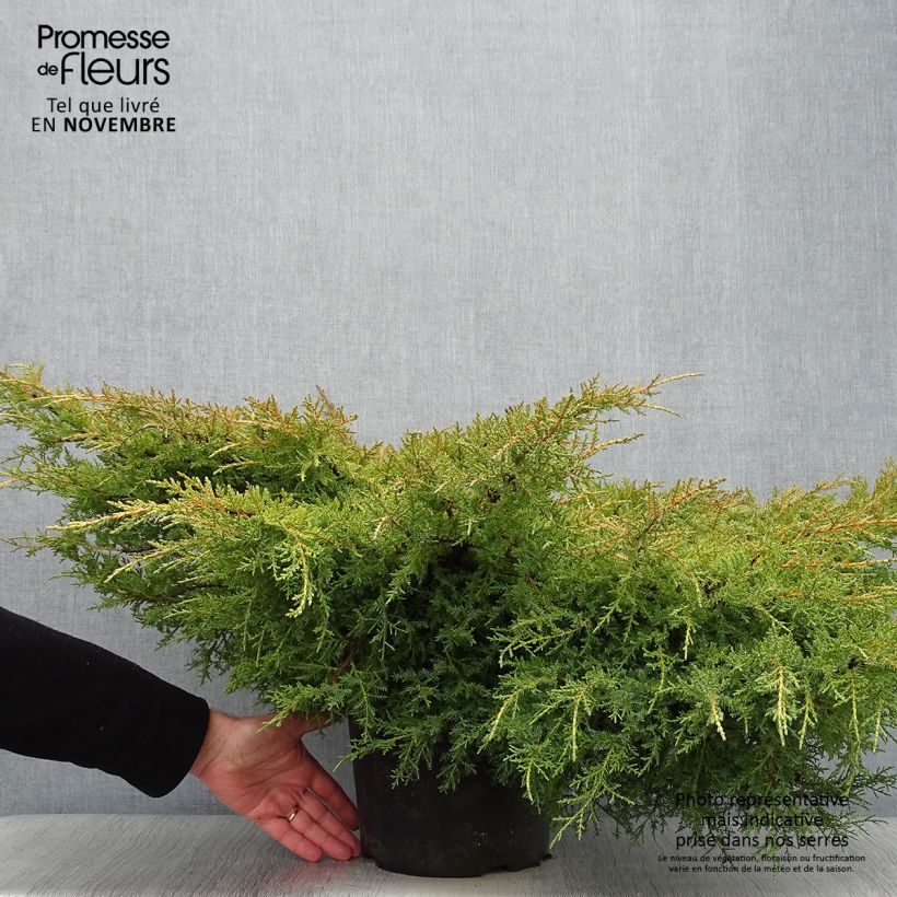 Spécimen de Genévrier - Juniperus pfitzeriana Goldkissen tel que livré en automne