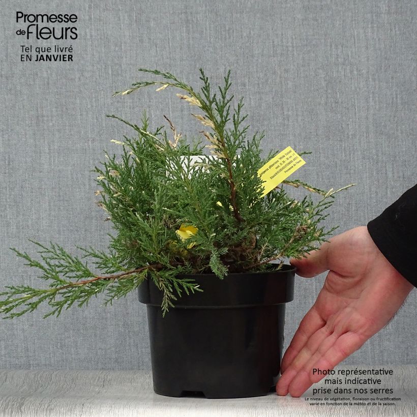 Spécimen de Genévrier - Juniperus pfitzeriana White Splash tel que livré en hiver