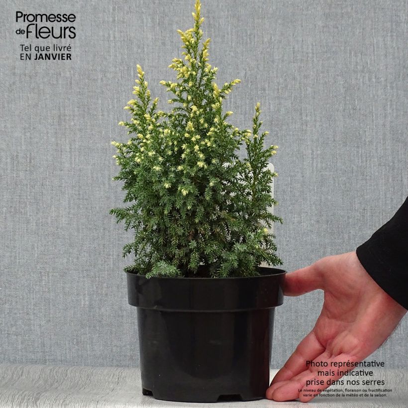 Spécimen de Genévrier - Juniperus pingii Hulsdonk Yellow tel que livré en hiver