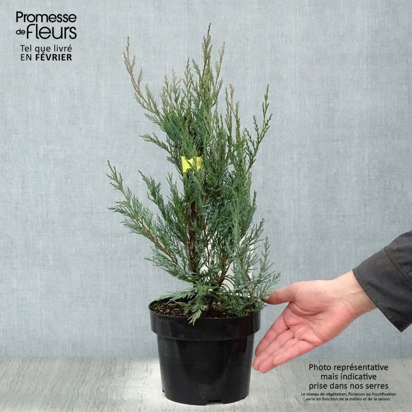 Spécimen de Genévrier - Juniperus scopulorum Moonglow Pot de 2L/3L tel que livré en hiver