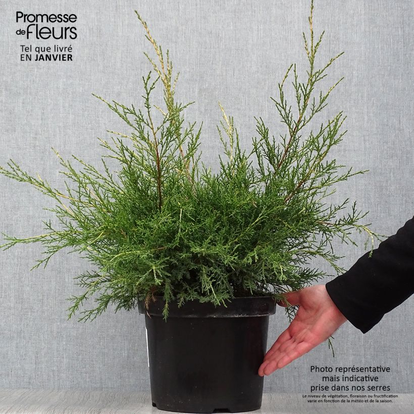 Spécimen de Genévrier - Juniperus x media Gold Star Pot de 7,5L/10L tel que livré en hiver