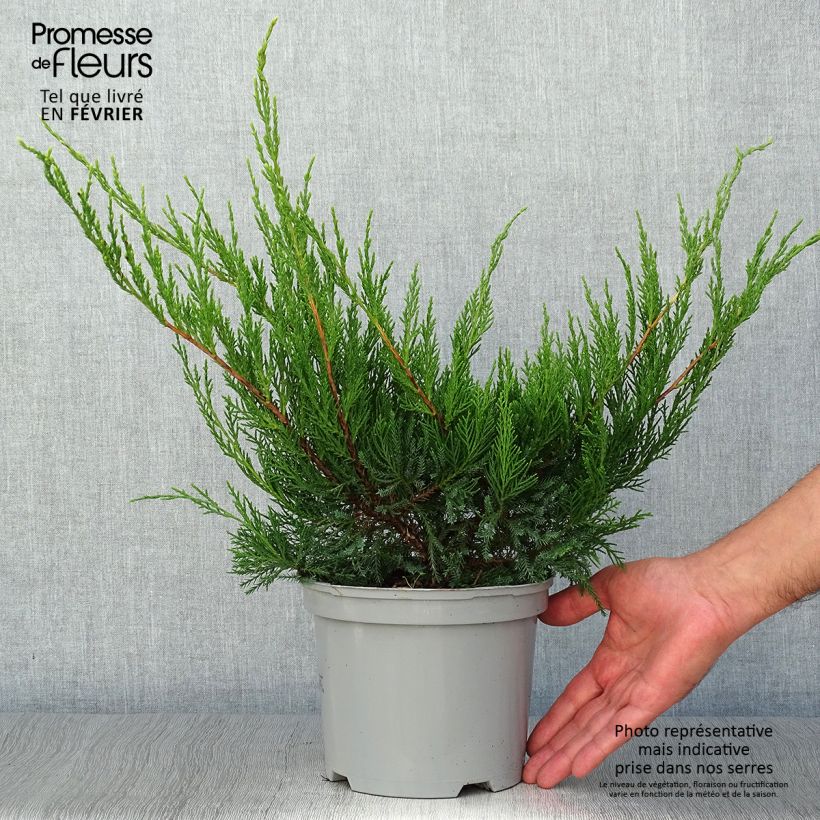 Spécimen de Genévrier - Juniperus x media Mint Julep en pot de 2L/3L tel que livré en automne