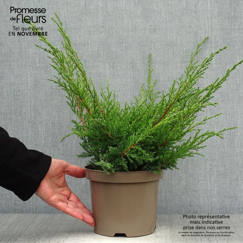 Spécimen de Genévrier - Juniperus x media Pfitzeriana Aurea en pot de 2L/3L tel que livré en automne