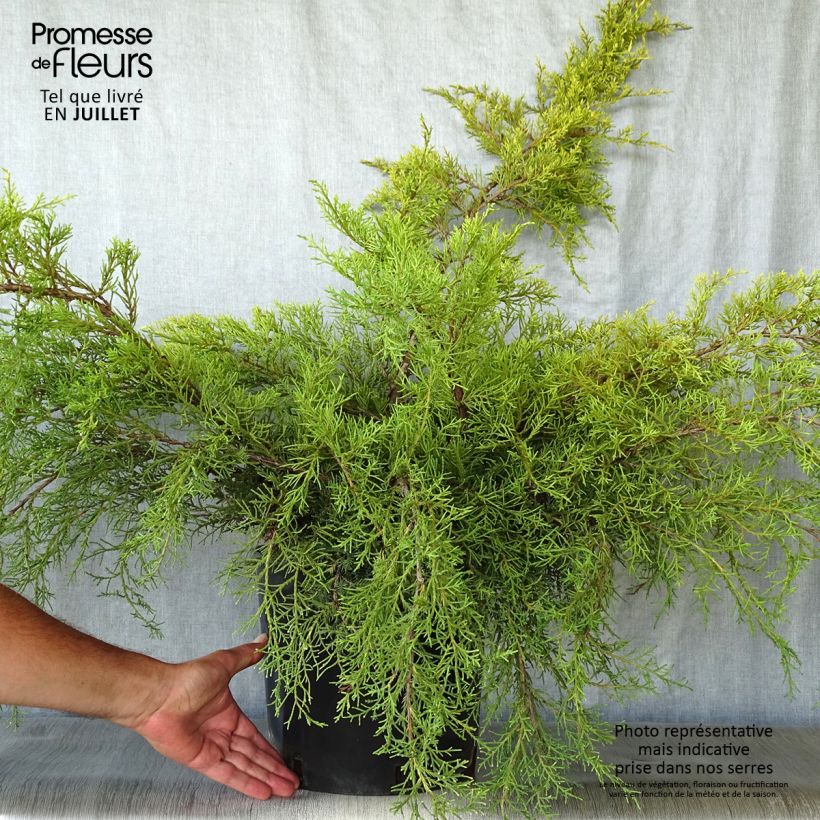 Spécimen de Genévrier - Juniperus x media Pfitzeriana Aurea tel que livré en été
