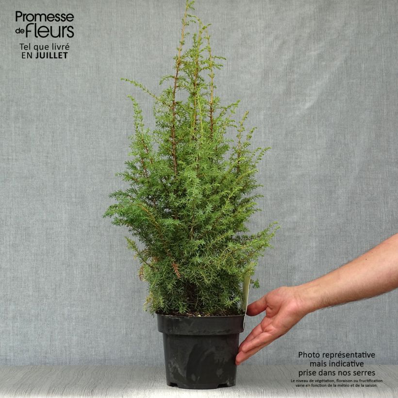 Spécimen de Genévrier commun - Juniperus communis Hibernica tel que livré en été
