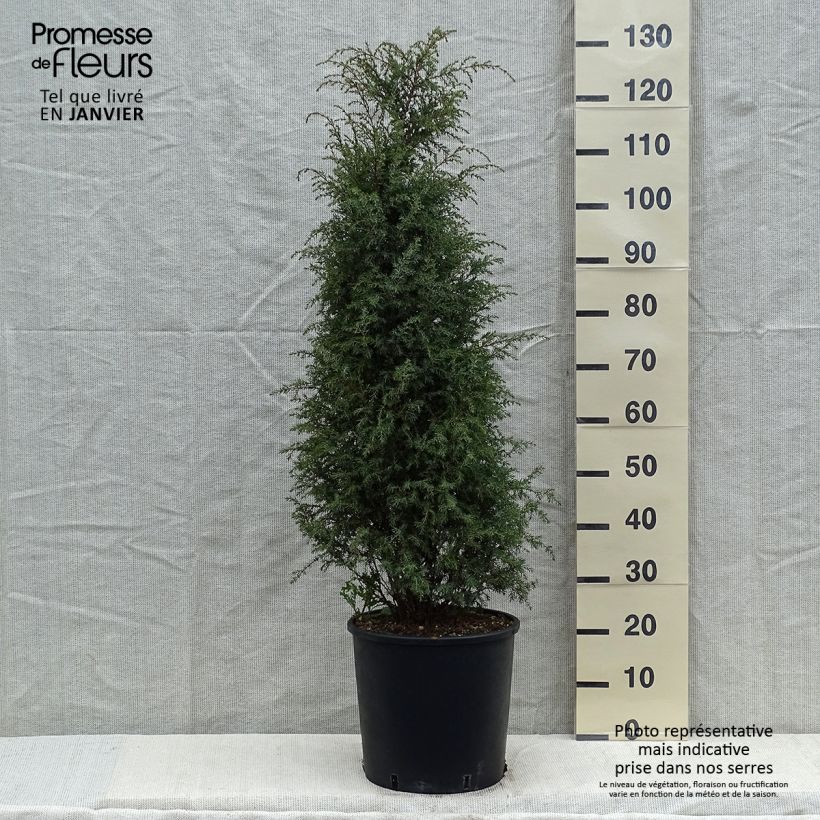 Spécimen de Genévrier commun - Juniperus communis Pyramidalis Pot de 12L/15L tel que livré en hiver