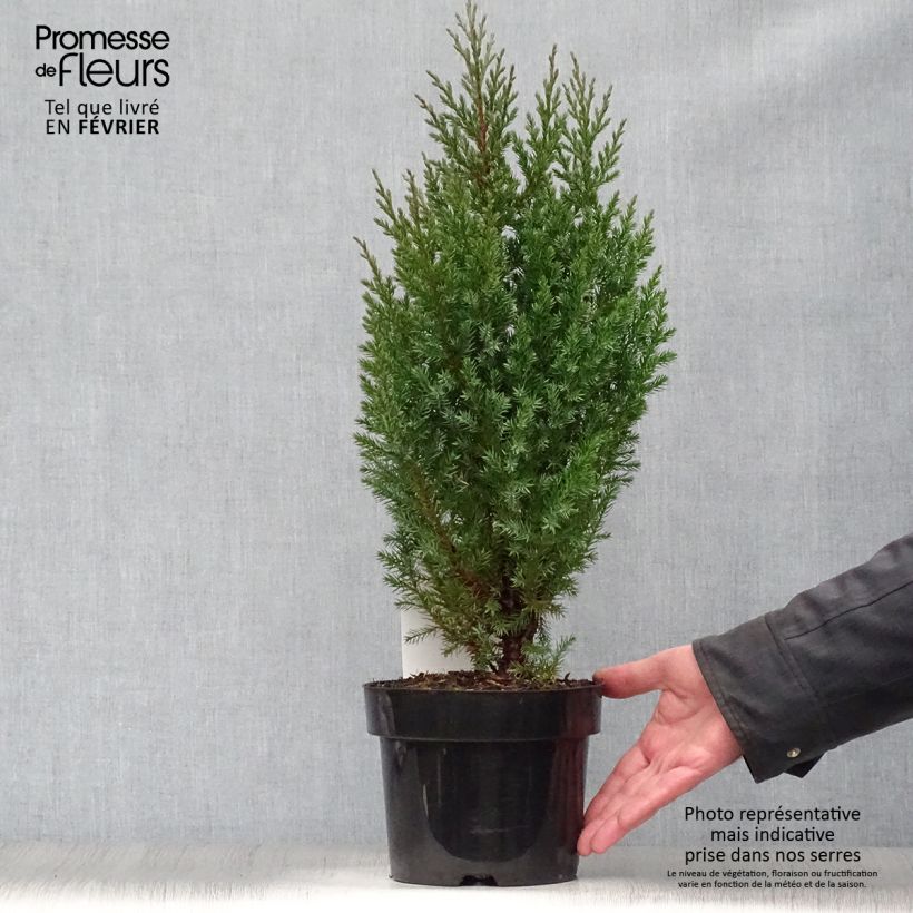 Spécimen de Genévrier de Chine - Juniperus chinensis Stricta en pot de 2L/3L tel que livré en hiver